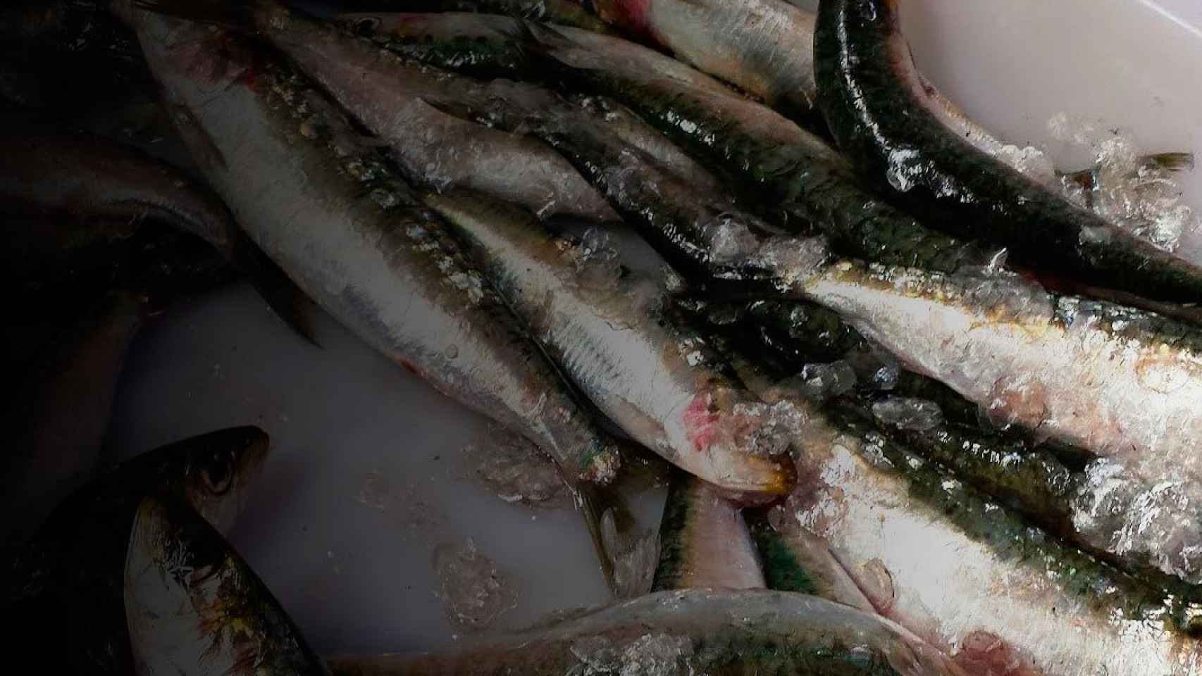 Una pesca de alachas, competidoras de la sardina / CG