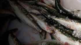 Una pesca de alachas, competidoras de la sardina / CG
