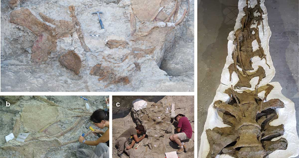 Restos de fósiles del dinosaurio Abditosaurus kuehnei e imágenes del proceso de excavación en el yacimiento Orcau-1 / ICP