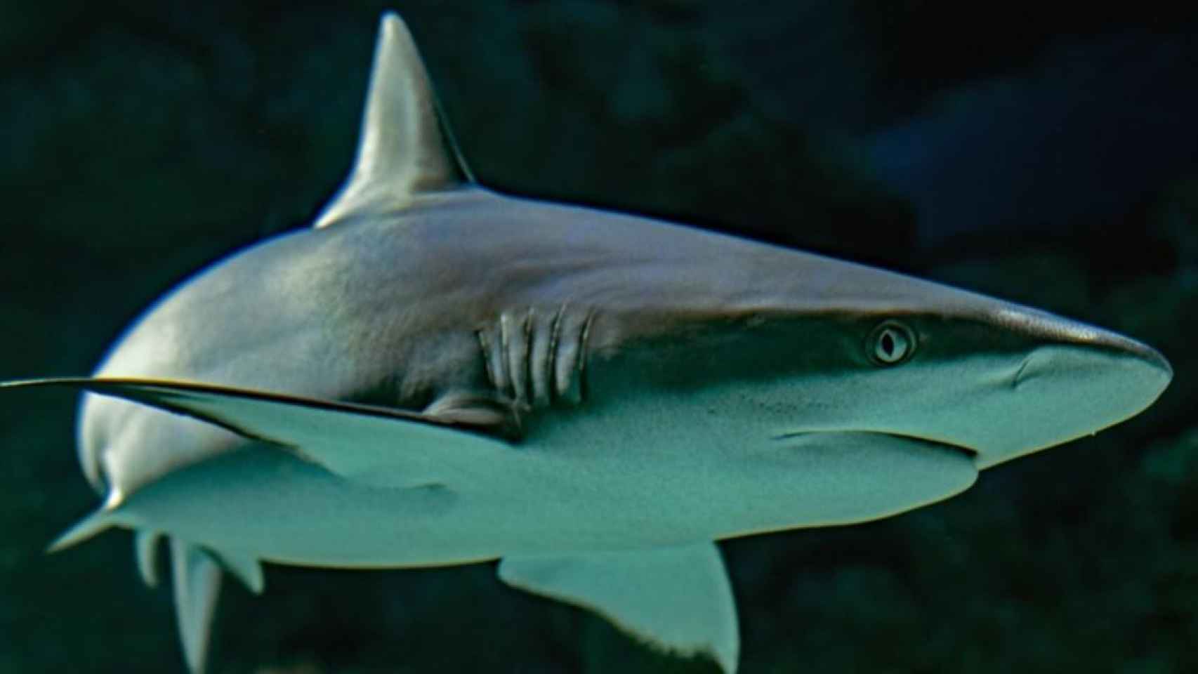 Imagen de un tiburón / David Cole en UNSPLASH