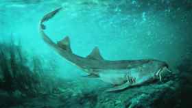 Recreación del tiburón 'Galagadon nordquistae', una especie del periodo cretácico / EUROPA PRESS