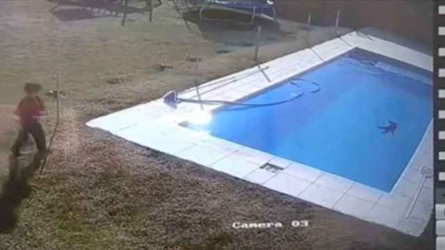 Un niño salva a su perro de morir ahogado en su piscina / TIKTOK