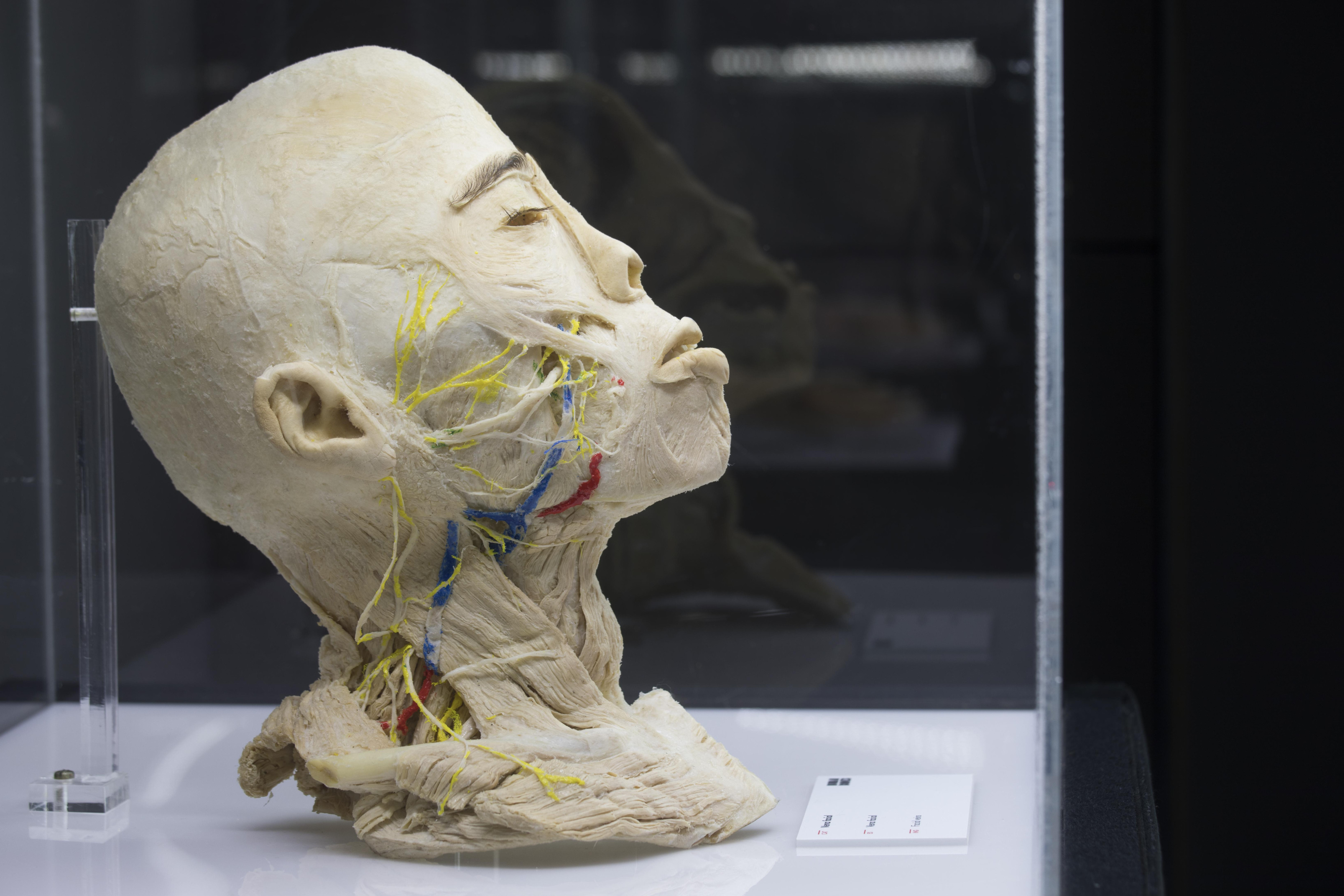 Una imagen de los cuerpos de la colección Human Bodies expuestos en Les Arenes de Barcelona / HUMAN BODIES