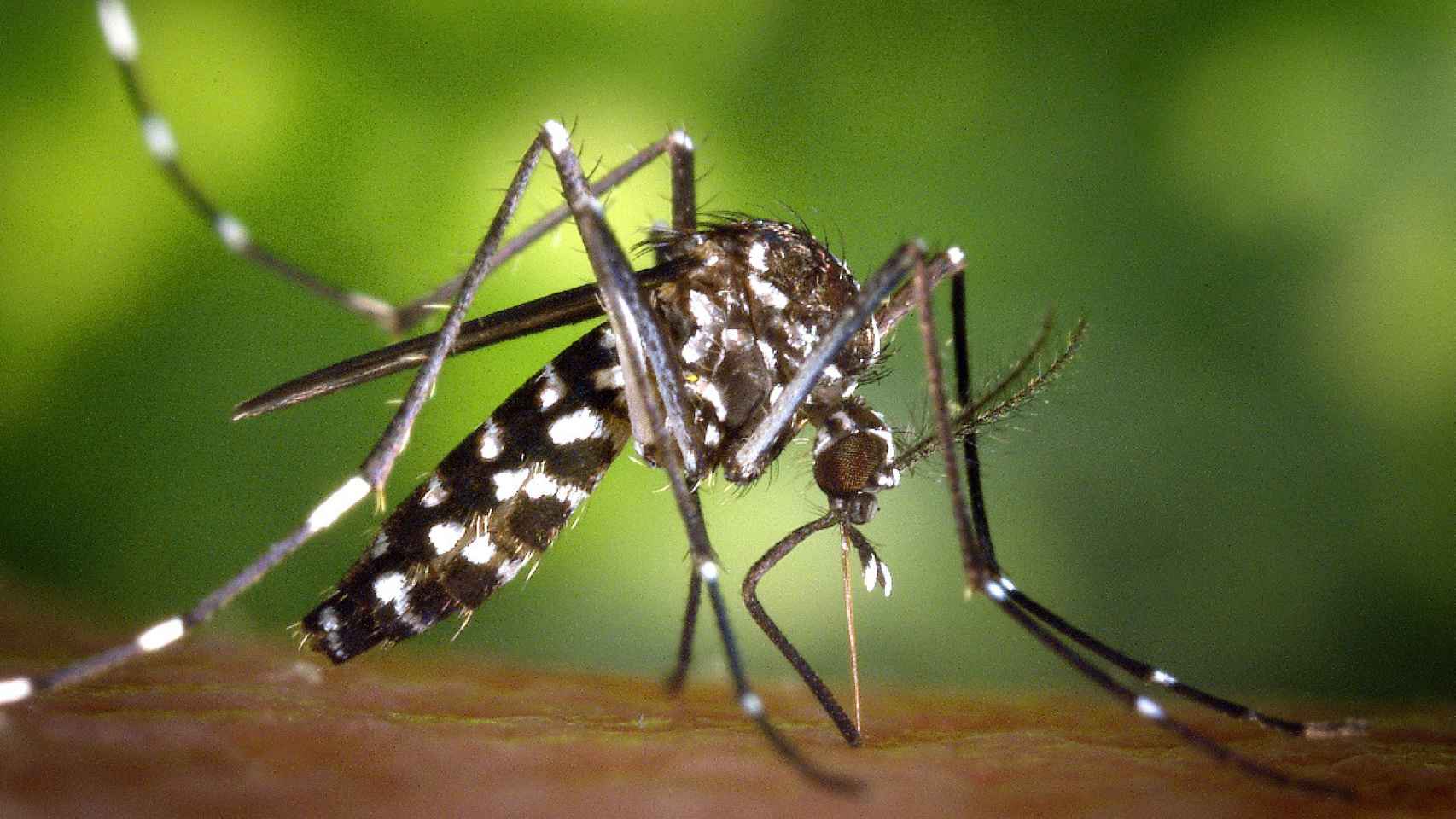 Un mosquito tigre, una de las plagas que amenazan a Cataluña este verano