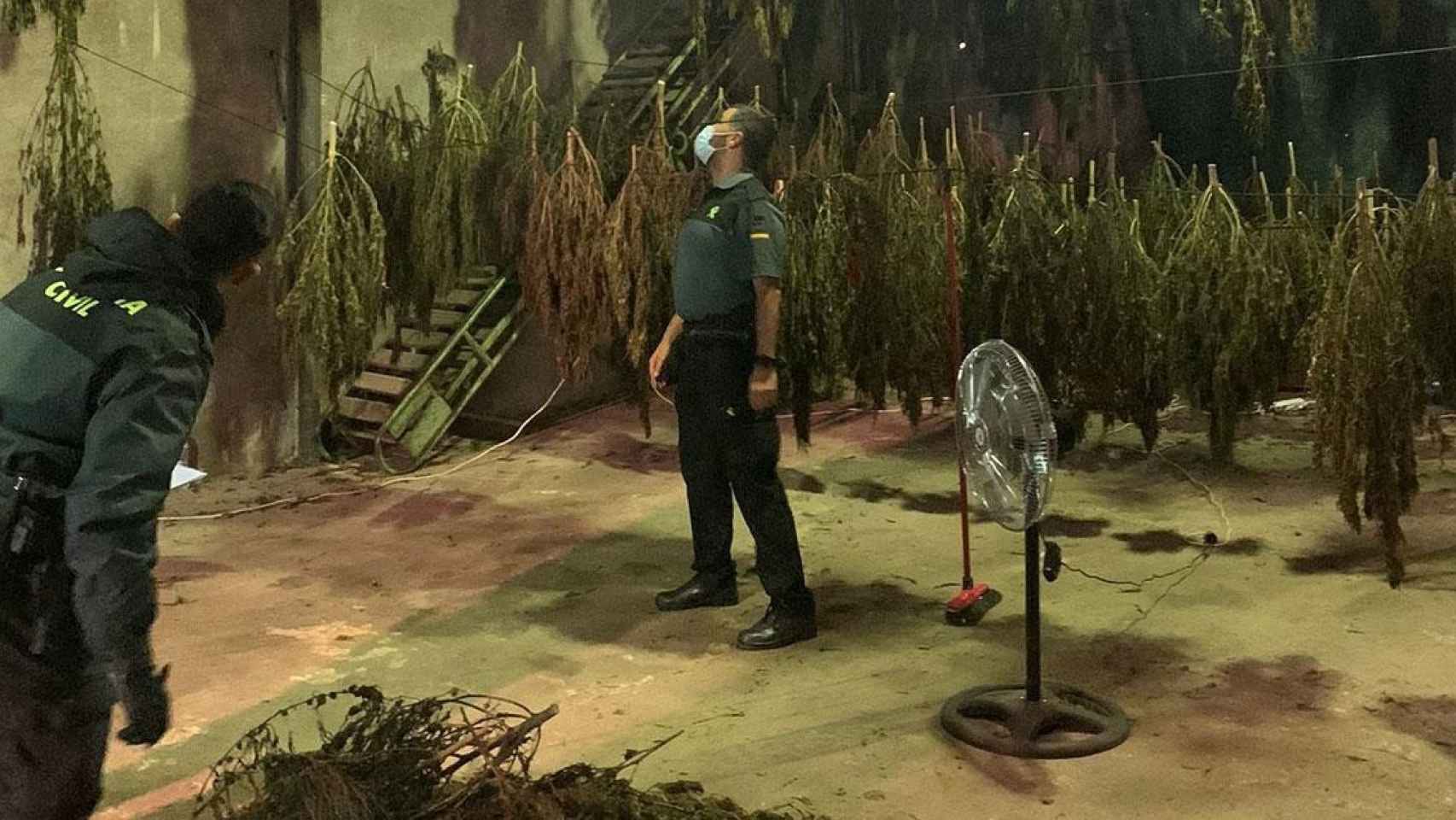 Agentes de la Guardia Civil en el interior del almacén lleno de plantas de marihuana en Cassà / GUARDIA CIVIL