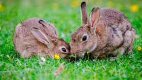 Los conejos europeos han desarrollado resistencia genética a la mixomatosis / PIXABAY