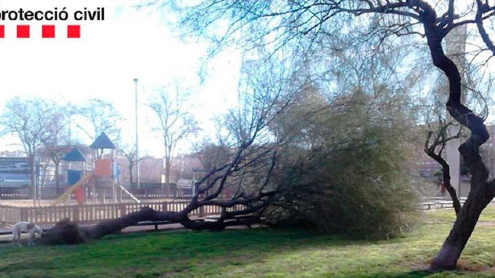 Un árbol caído en un parque de Barcelona / PROTECCIÓN CIVIL