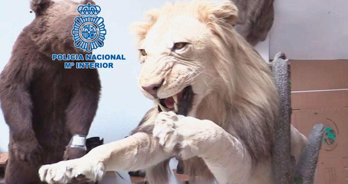 Uno de los animales disecados intervenidos por la Policía Nacional / CNP
