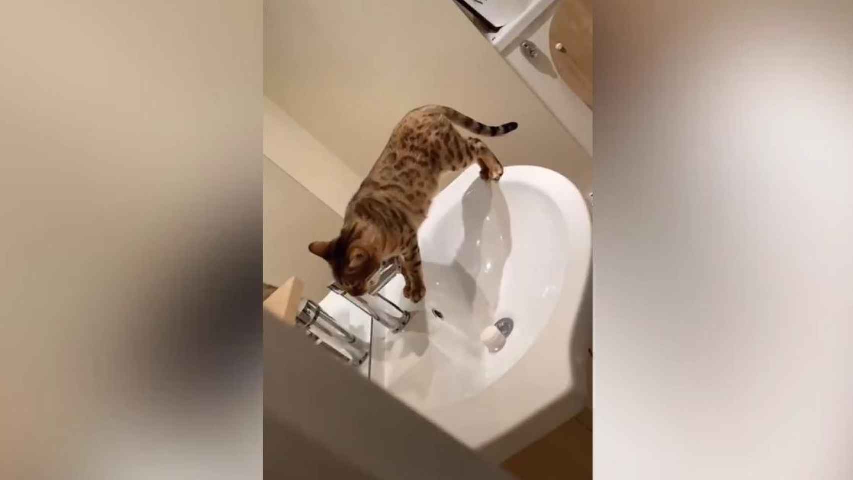 Una gata juega con el grifo del baño / TWITTER