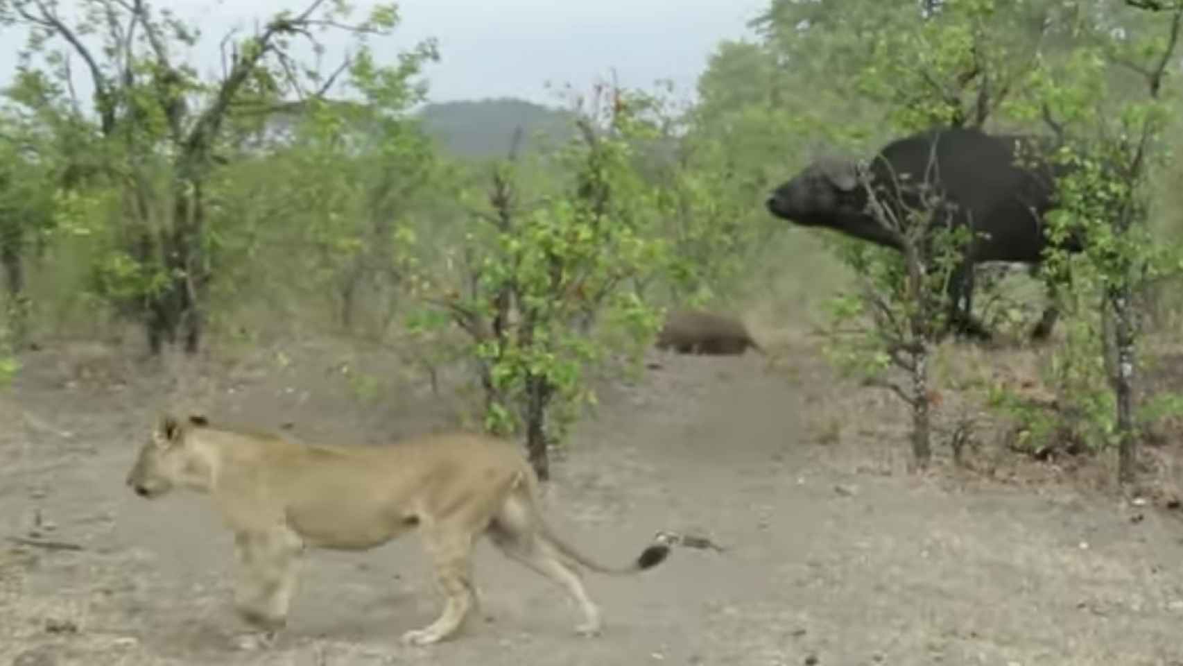 Una foto del búfalo protegiendo a su cría frente al león