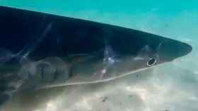 Tiburón en Cala Galdana /REDES