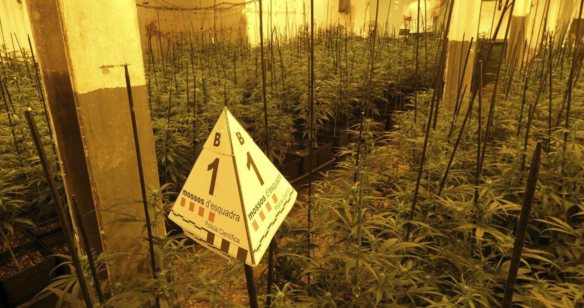 Plantación de marihuana intervenida en Tarragona / MOSSOS