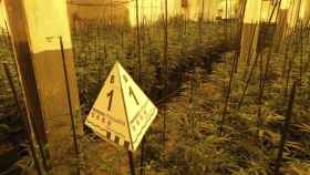 Plantación de marihuana intervenida en Tarragona / MOSSOS