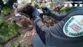 El cadáver del oso Cachou, encontrado por agentes rurales en Les (Lleida) / EP