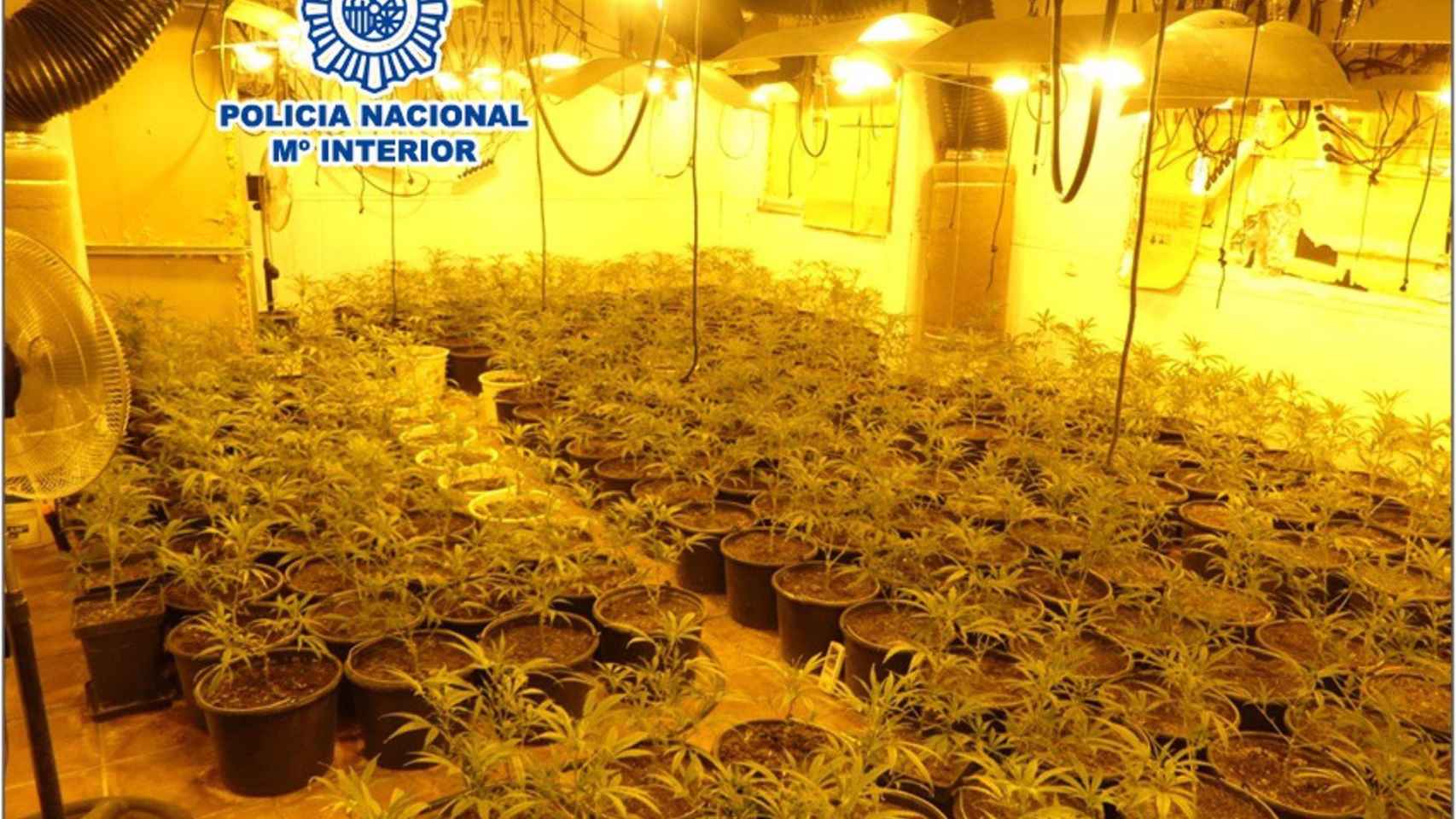 Una de las plantaciones de marihuana desmanteladas en Terrassa / POLICÍA