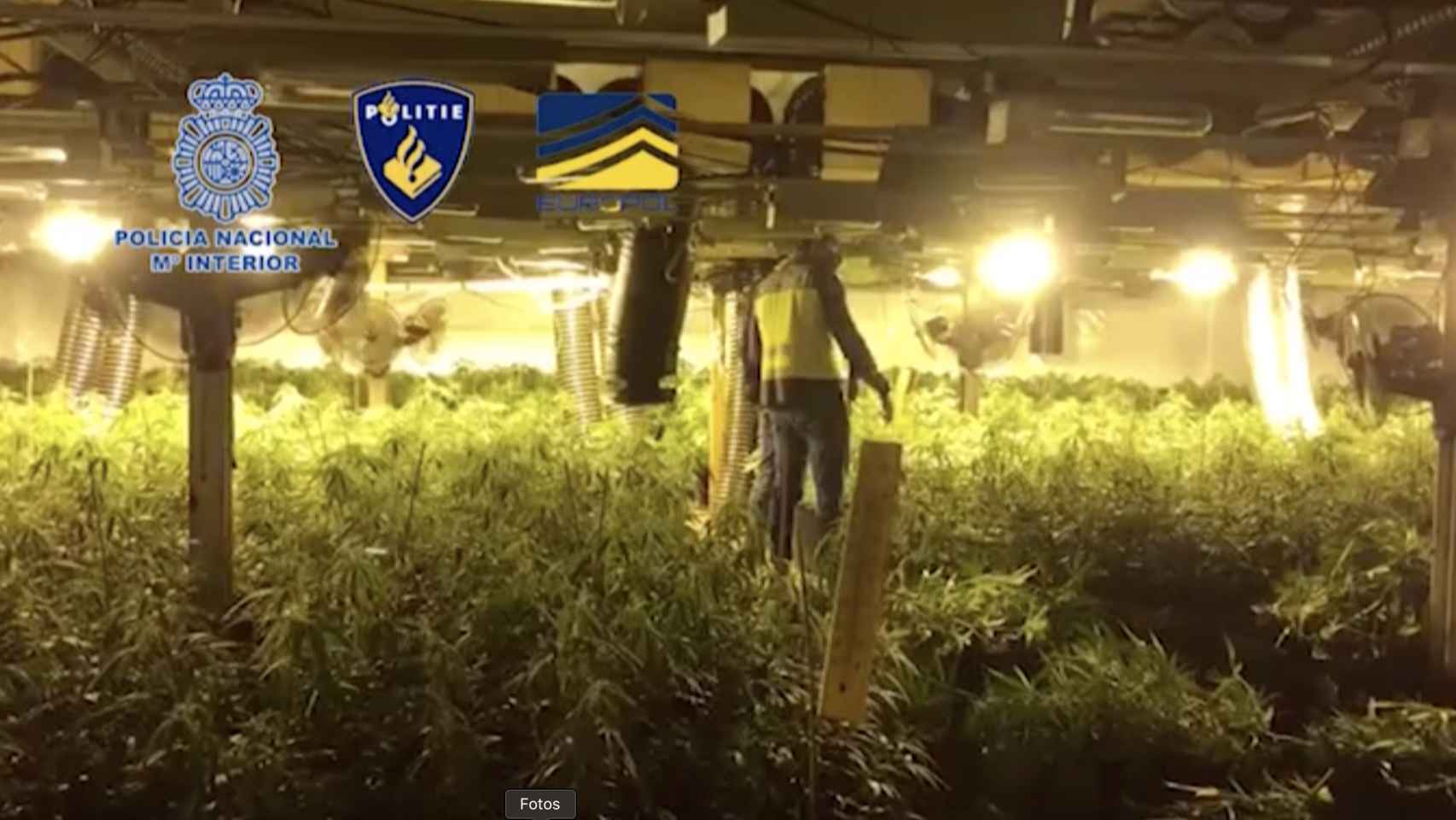 Una de las plantaciones de marihuana de los 'narcos' holandeses / POLICÍA NACIONAL