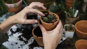 Plantar cactus en casa para evitar la contaminación