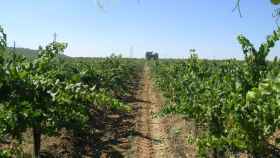 Primeras cosechas de uvas en Cataluña