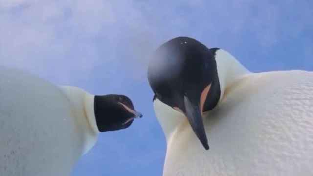 Los dos pingüinos en el momento del 'selfie'