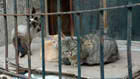 Los tres gatos que se salvaron de la infección tras consumir carne cruda caducada del vecino / EP