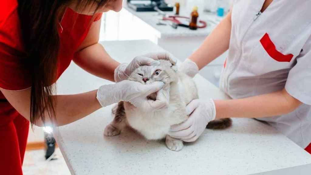 Veterinarios con un gato, como los que ejercían sin estar titulados para quienes piden 14 meses de cárcel / EUROPA PRESS