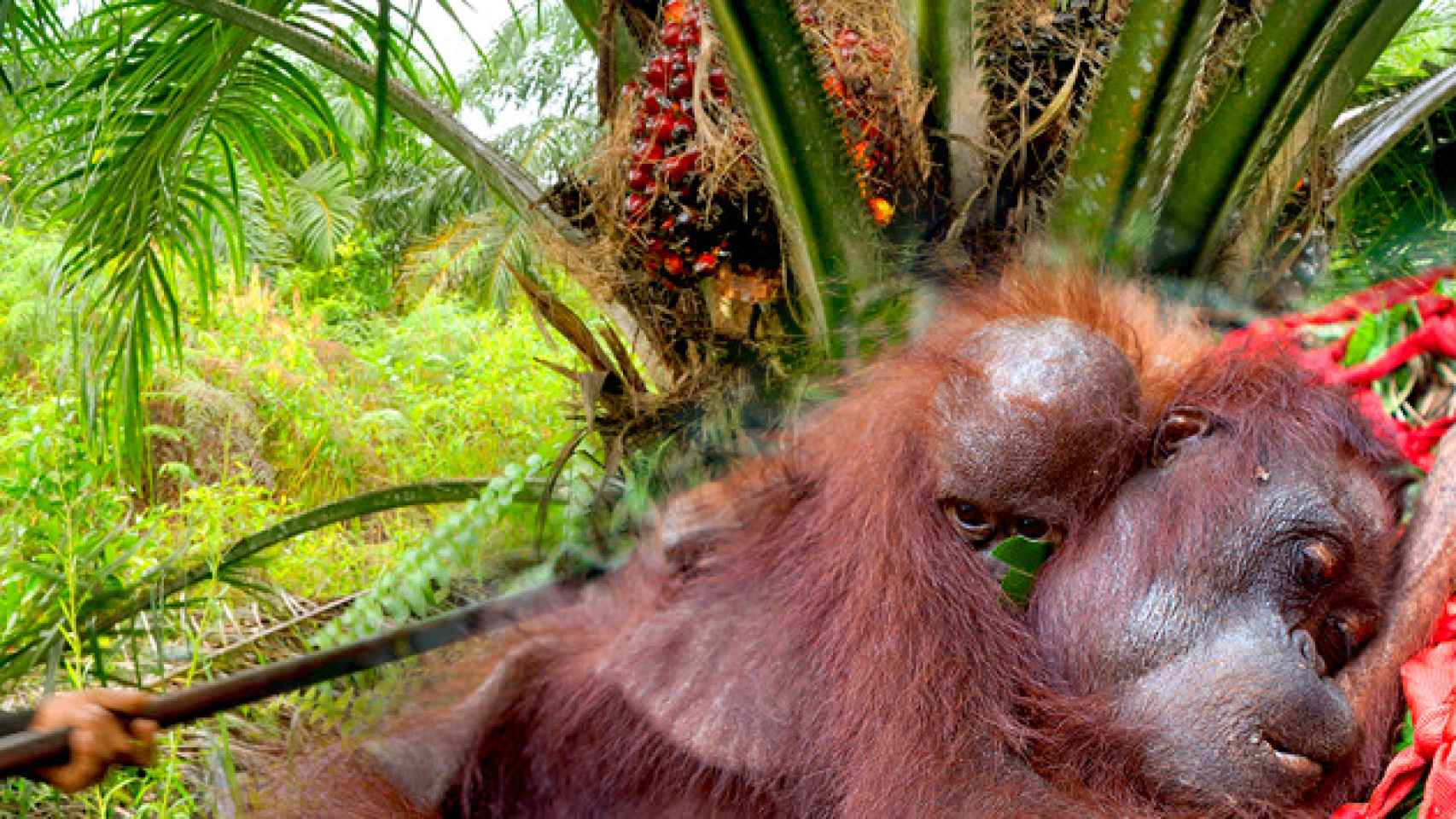 Árbol del aceite de palma y una madre orangután con su hijo / CG