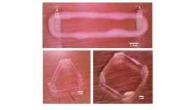 Imagen de tejidos musculares hechos con bioimpresión 3D / IBEC
