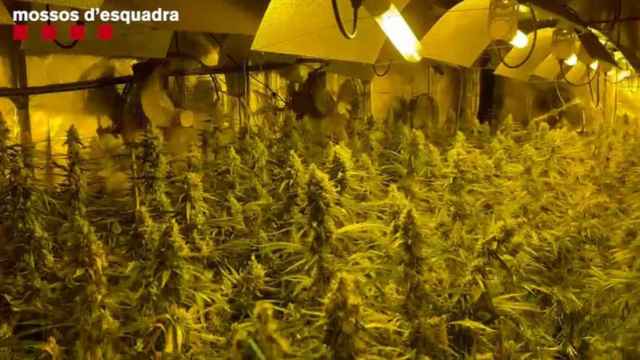 Una plantación de marihuana en una imagen de archivo de los Mossos d'Esquadra / MOSSOS