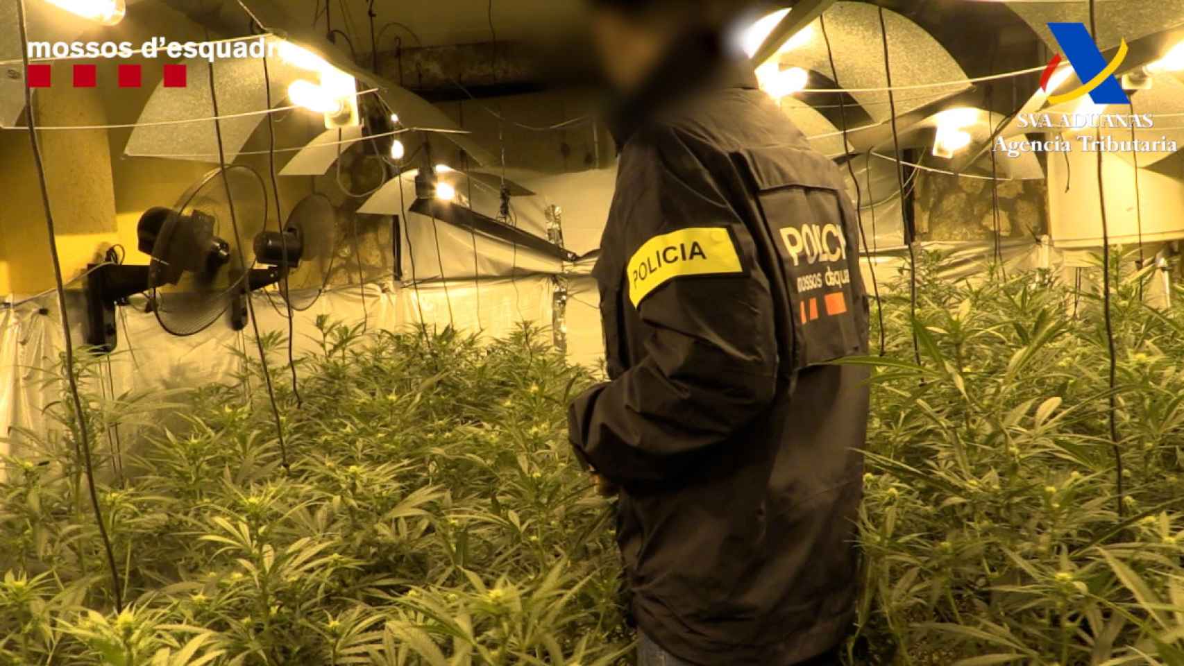 Un mosso inspecciona una de las plantaciones de marihuana de la organización desarticulada / MOSSOS