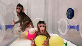 Los dos monos que han clonado en China con el método Dolly / EFE