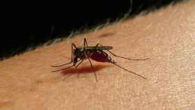 Un mosquito picando a una persona / EP