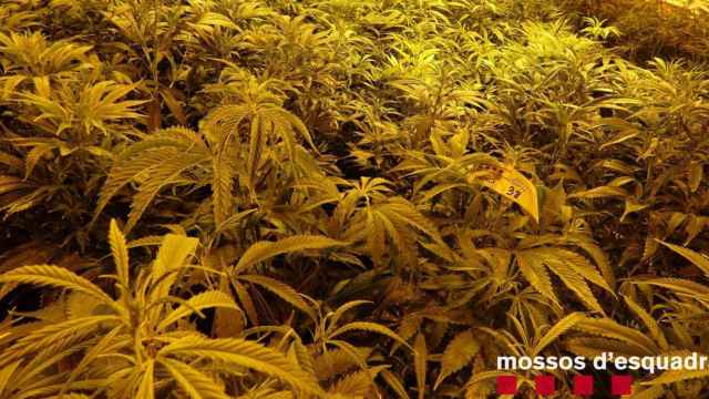 Cultivo de marihuana, como el desmantelado por los Mossos en Gavà / MOSSOS