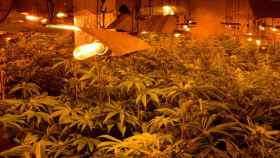 Plantación de marihuana desmantelada en Lleida / MOSSOS