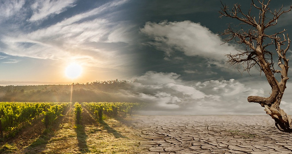 Un paisaje de viñedos se convierte en árido a causa del cambio climático / FOTOMONTAJE CG