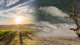 Un paisaje de viñedos se convierte en árido a causa del cambio climático / FOTOMONTAJE CG