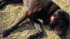 Tizón, el perro que se hace el muerto en Madrid para que le acaricien / Manuel Delgado
