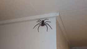 Charlotte, la araña doméstica del australiano Jack Gray / TWITTER
