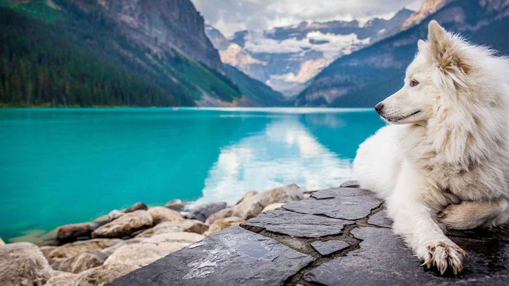 Un perro en uno de los viajes con sus amos a un lago / UNSPLASH