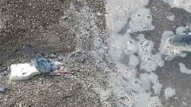 Una foto de una medusa calabera portuguesa encontrado en la playa