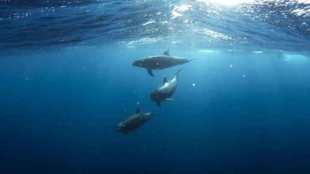 Tres delfines nadando bajo el mar / CG