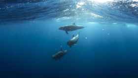 Tres delfines nadando bajo el mar / CG