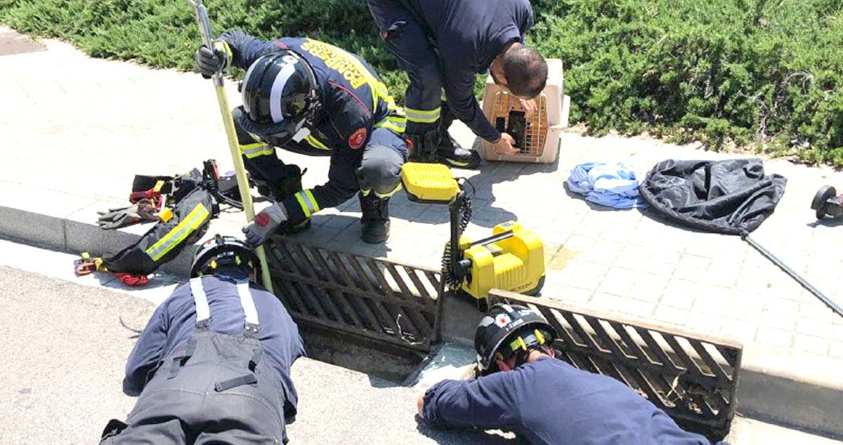 Bomberos en las tareas de rescate de los patos en Barcelona / BCN BOMBERS