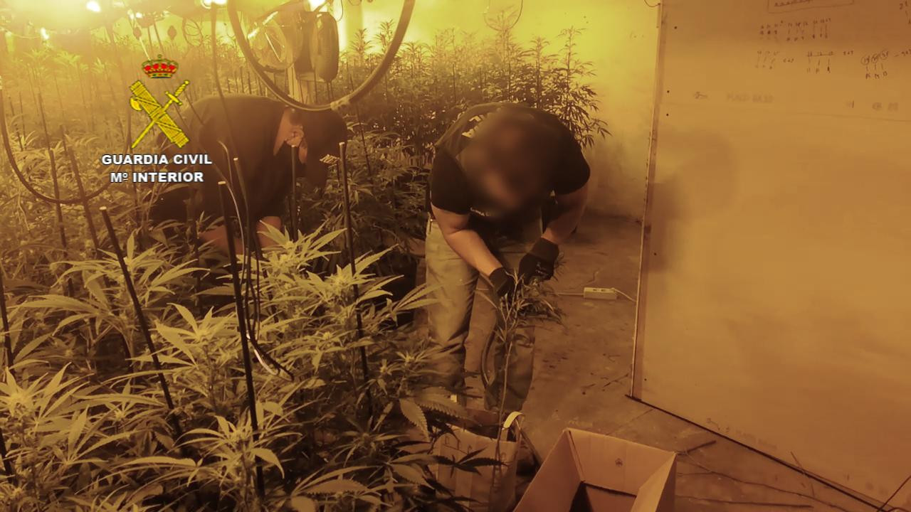 La Guarcia Civil desmantela una plantación de marihuana / GUARDIA CIVIL