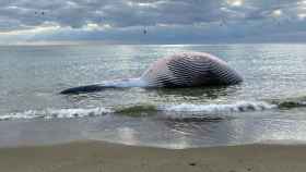La ballena, varada en la orilla de la playa de la Rada de Estepona /EP