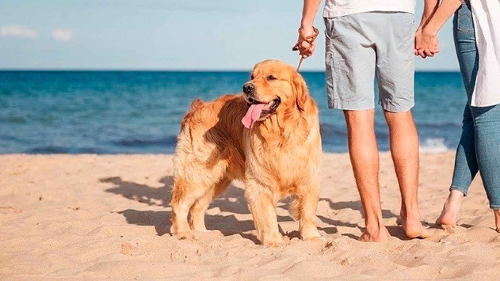 Imagen de archivo de un perro en una playa / HOSBEC - EUROPA PRESS