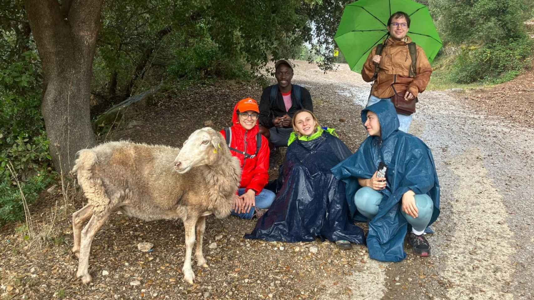 La oveja rescatada del diluvio en el Montseny / CG
