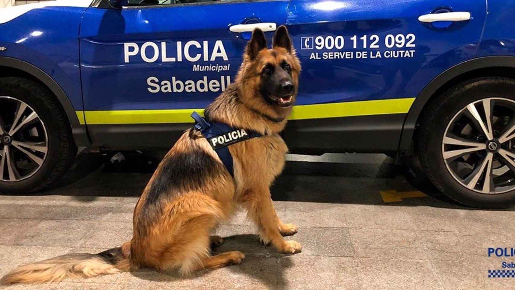 El perro policia Danko, del cuerpo de Sabadell / EP