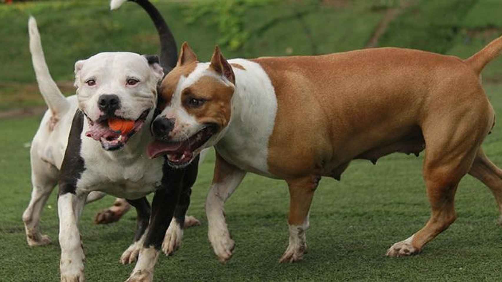 Perros de raza pitbull en una imagen de archivo