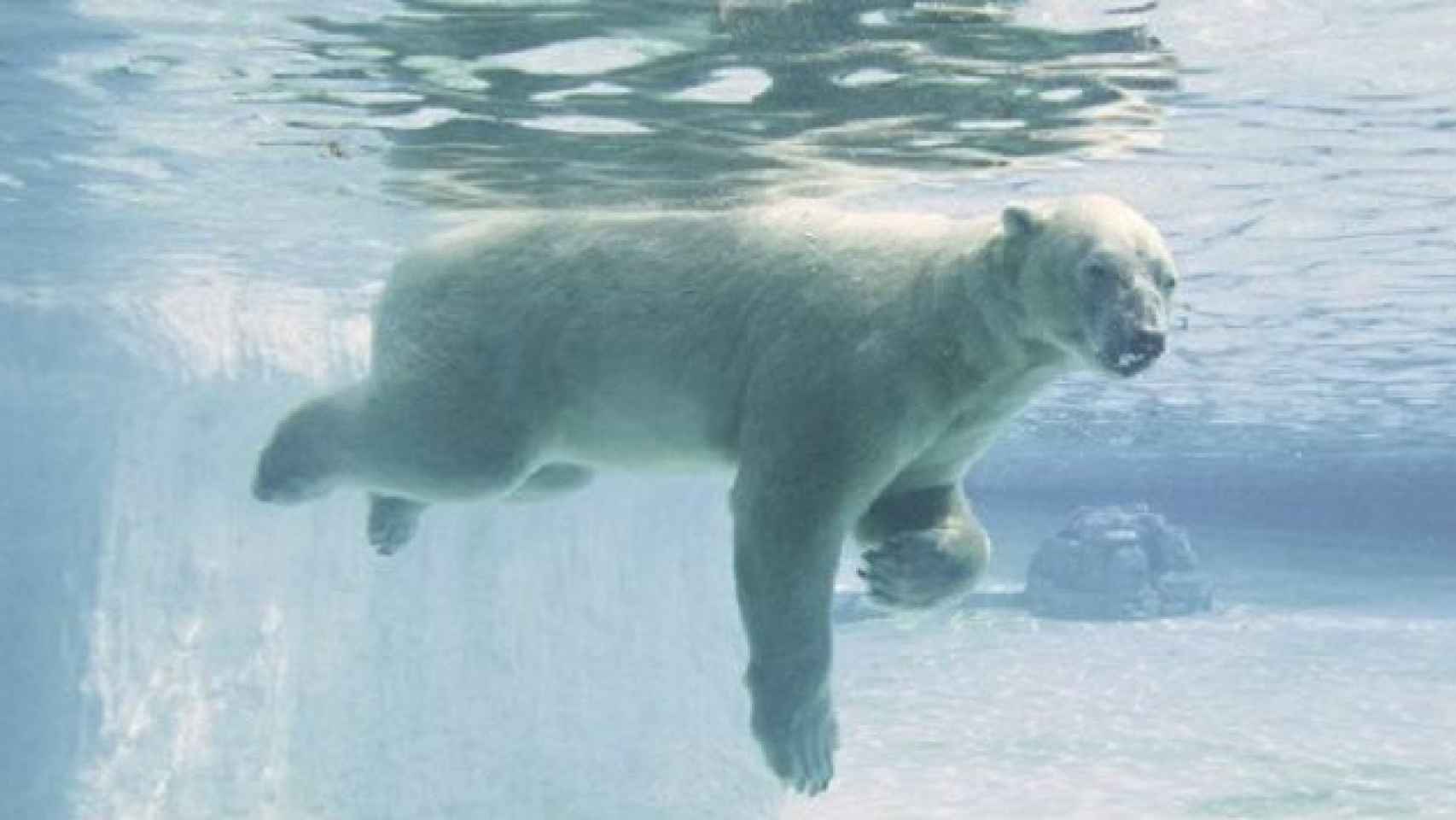 Inuka, el único oso polar tropical del mundo /EFE
