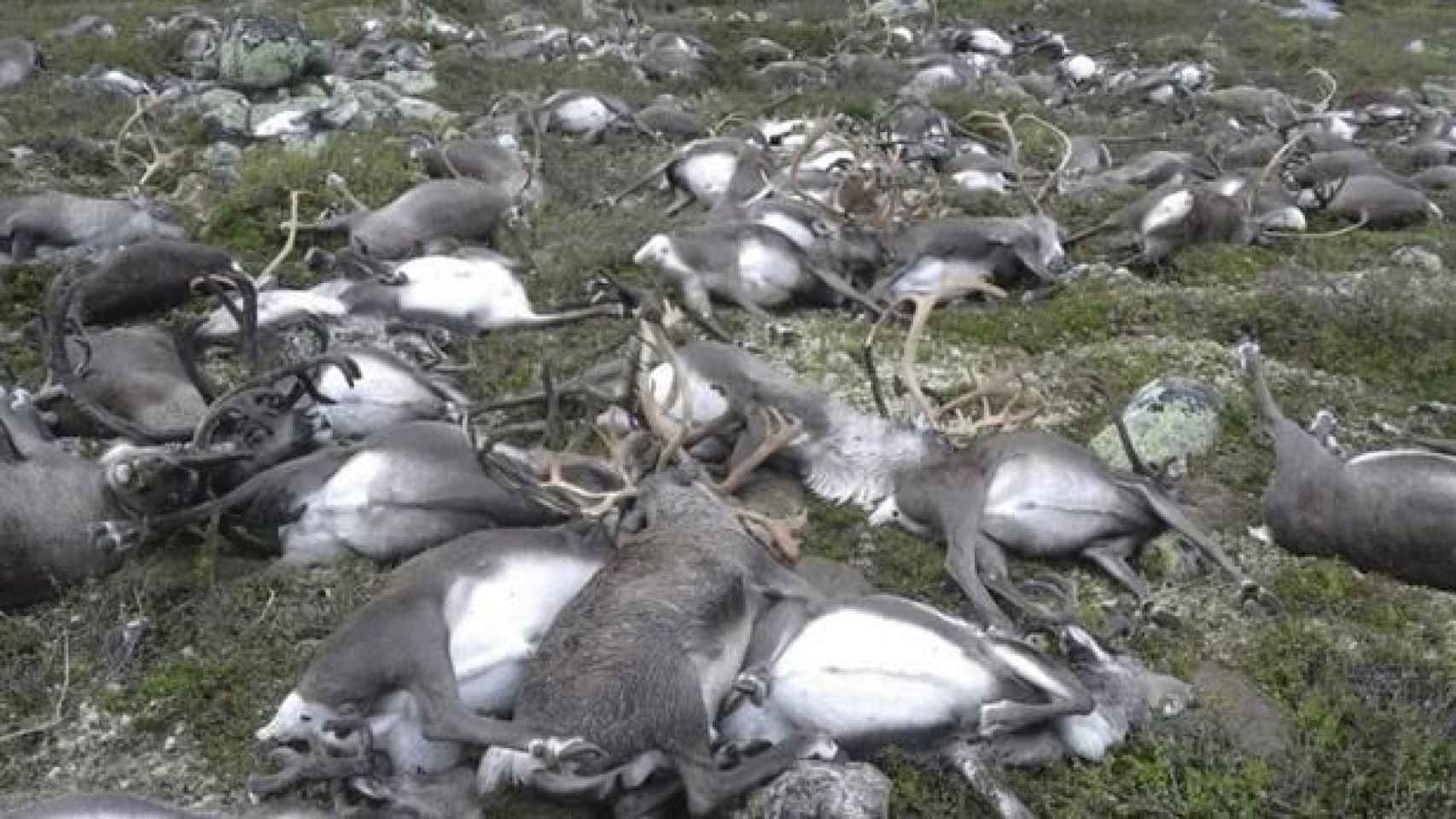 Un grupo de renos fallecidos tras ser atropellados en Noruega / CD